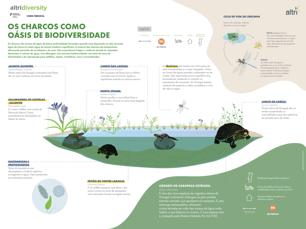 3 SC Website Altri web